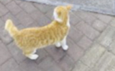 【推荐】我家的小猫作文