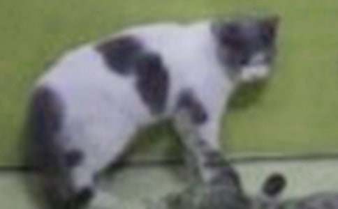 �Ҽҵ�Сè����15ƪ����ѡ��