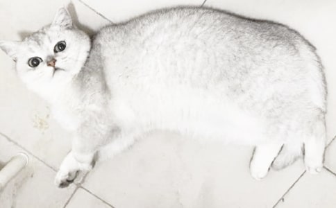 小猫的自述作文