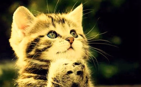 【精选】可爱的小猫作文