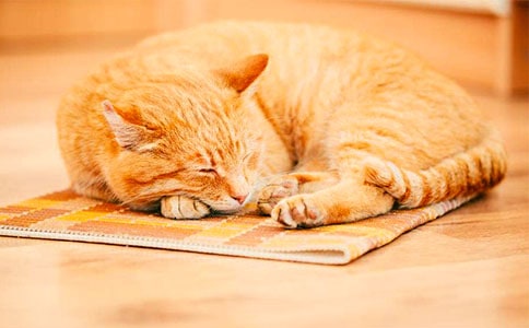 �Ҽҵ�Сè����