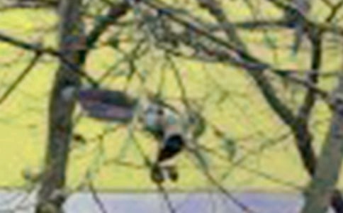 ���Ƽ���С���������ƪ