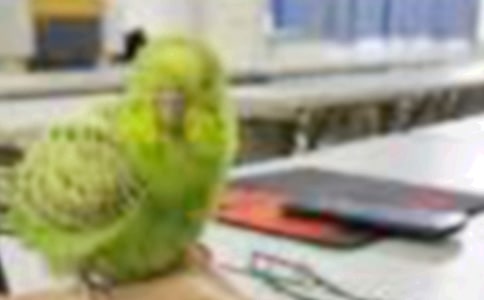 我喜欢的小鸟作文