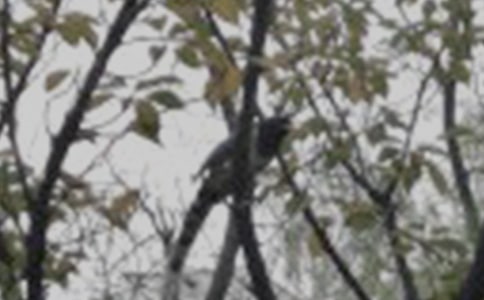 ����һֻС������ͨ��