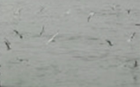 放飞小鸟作文(汇编15篇)