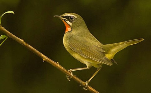 我变成一只小鸟作文