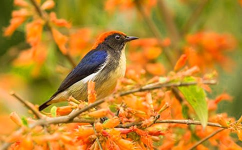 �ұ����С��