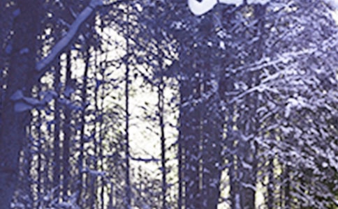 Сѩ������5ƪ