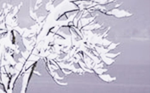 Сѩ�ɾ��������İ�