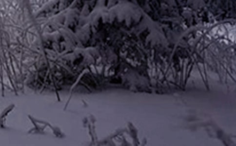 ��ʮ�Ľ���Сѩ���������