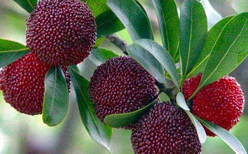 我爱家乡的杨梅作文