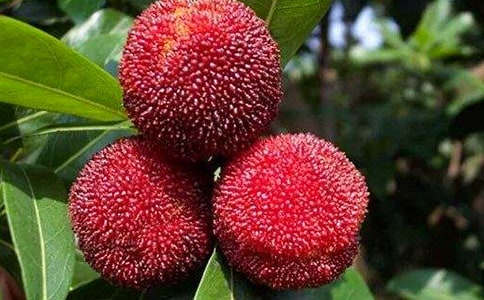 ���ȡ�ժ��÷����