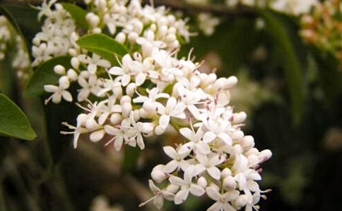 ҹ��������15ƪ