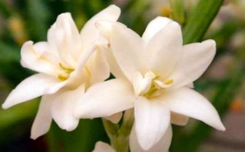 ҹ��������� 