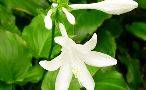 夜来香的作文了