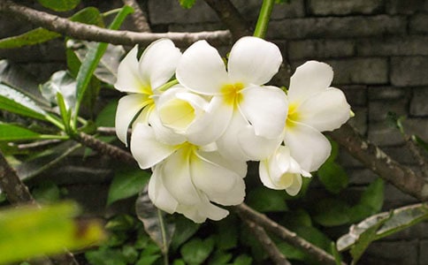 夜来香的作文(5篇)