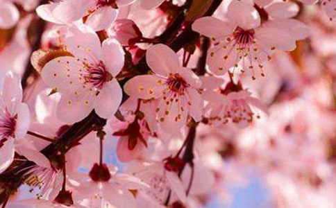 ������дӣ����������ƪ