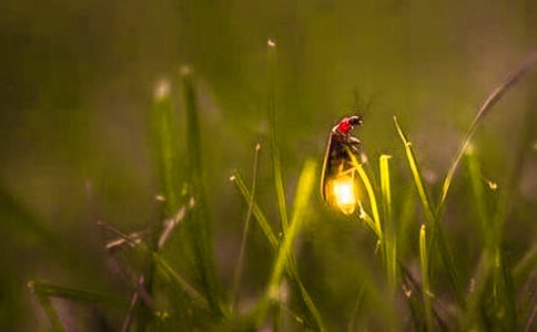 《萤火虫小巷》读后感3篇(精选)