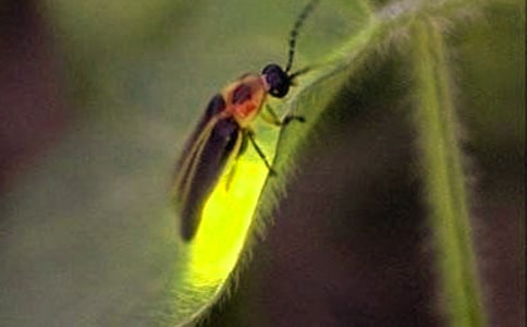 ө�������