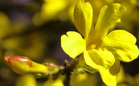 �����š�ӭ����Сѧ����4ƪ