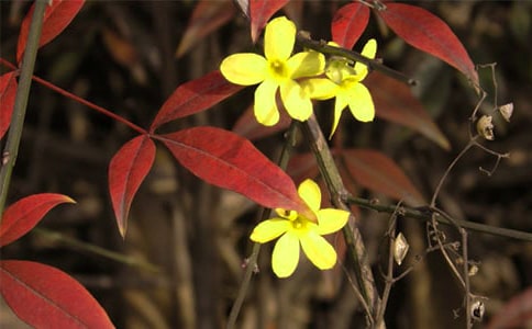 (优选)迎春花作文