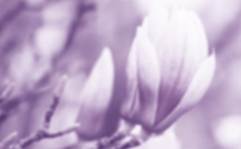 【精】玉兰花作文