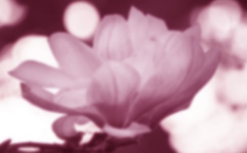 【热门】玉兰花作文