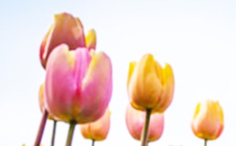 ��ϲ������������(7ƪ)