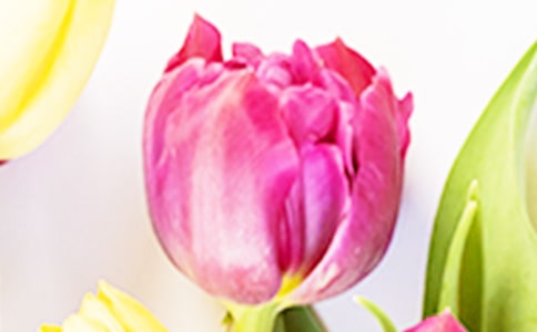 【荐】郁金香作文