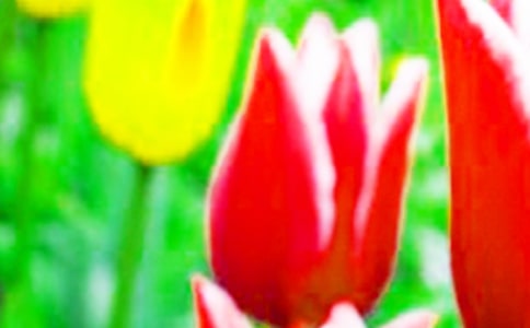 我喜欢郁金香作文(精选25篇)