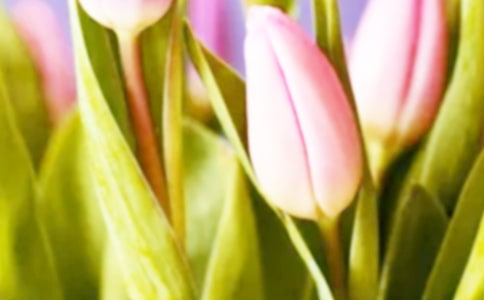 有关郁金香的浪漫文案