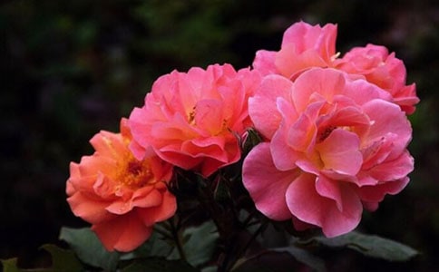 介绍一种事物作文月季