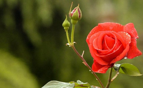 我家的月季作文7篇