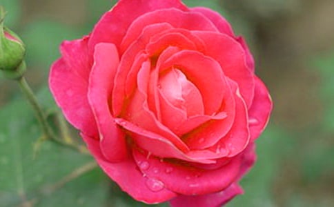 月季花三年级作文