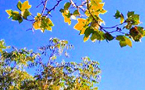 �ϰ��簲����