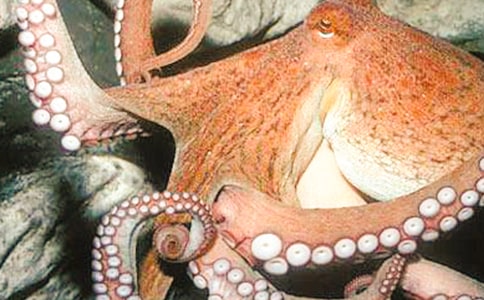 从章鱼身上受到的启示作文