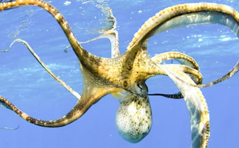 章鱼小丸子作文