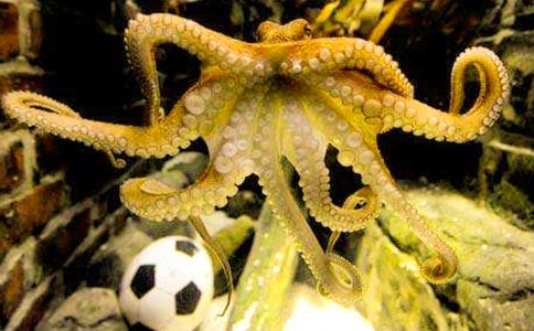 ��צ��������