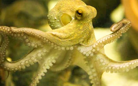 С��������3ƪ