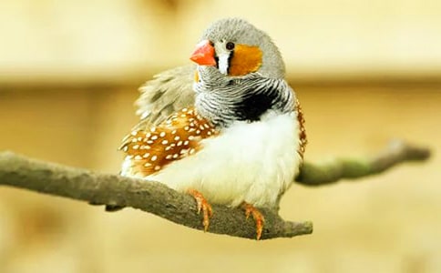 ����������(ͨ��15ƪ)