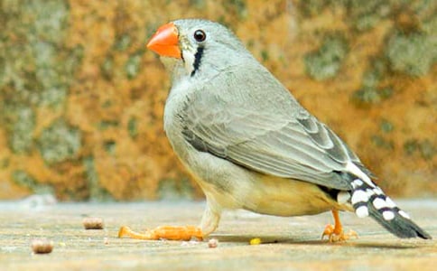 ������������˵�θ�