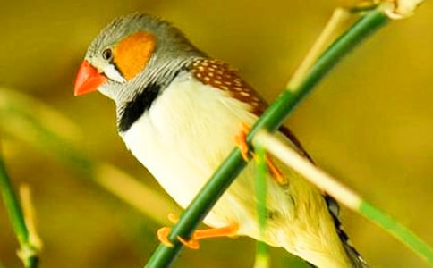 我家的珍珠鸟作文