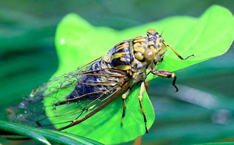 捉知了学生作文