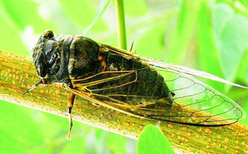 捉知了作文【集合15篇】