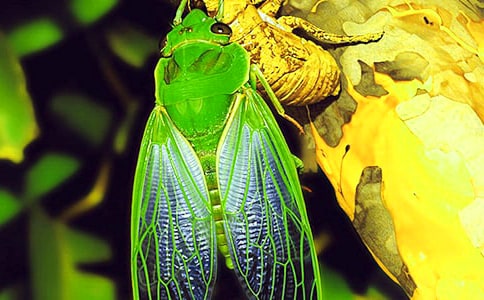 ׽֪�����ġ��Ƽ���