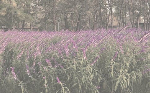 植物园日记集合十篇