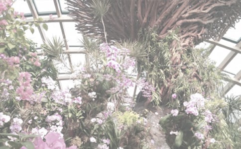 ֲ��԰֮������