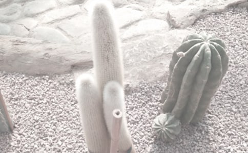 植物园游记作文