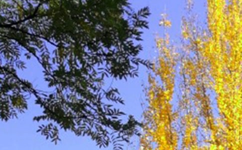 适合中午发的很暖心的句子