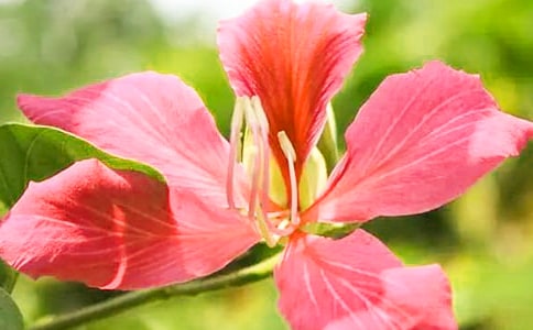 紫荆花作文精选15篇